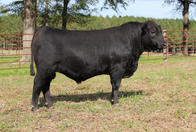 Angus Cattle | JH Graydon Farm